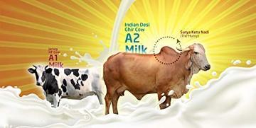 Gir cow Gir cow