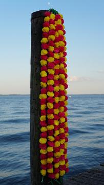 pink yellow marigold garlands pink yellow marigold garlands
