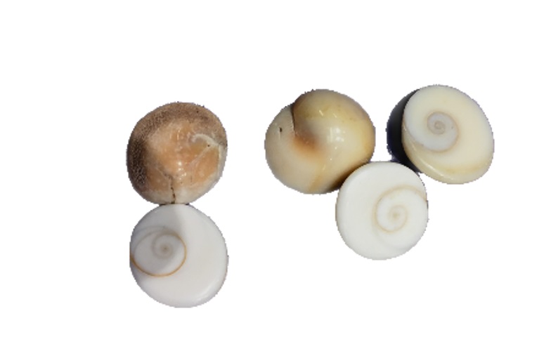 Small Pooja Gomatichakra (5 Pieces) / Gomtichakra 