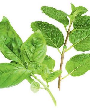 Dry Tulsi Leaves / Holy Basil - 1 oz