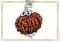 Original Nepali 8 mukhi Rudraksha 801