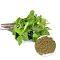 Aryaa Holy Basil Powder 200gm