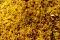Agra Dal Moth, 11 Oz Pack Agra Dal Moth, 11 Oz Pack