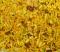 Mastani Chawanu - New, 11 Oz Pack Mastani Chawanu - New, 11 Oz Pack