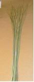 Long Blade Dharba Grass Without Pavitra Loop x 3 Long Blade Dharba Grass Without Pavitra Loop x 3