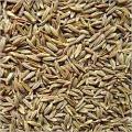 Swad Cumin seeds whole 3.5 lbs