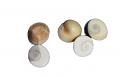 Small Pooja Gomatichakra (5 Pieces) / Gomtichakra 