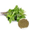 Aryaa Holy Basil Powder 200gm Aryaa Holy Basil Powder 200gm