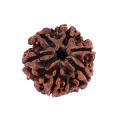 Original Nepali 6 Mukhi Rudraksha Bead Original Nepali 6 Mukhi Rudraksha Bead