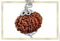Original Nepali 8 mukhi Rudraksha 801 Original Nepali 8 mukhi Rudraksha 801