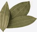 Swadesi Bay Leaves (Tej Patta) 50gm Swadesi Bay Leaves (Tej Patta) 50gm