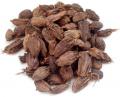 Cardamom Whole / Black Cardamom Pods - 3.5 oz (3 Pack)