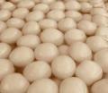 Bengali Rossogolla, 1 Pound Bengali Rossogolla, 1 Pound