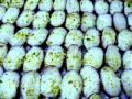 Kheer Mohan, 1 Pound